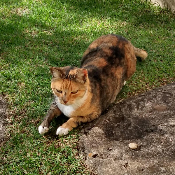 Mimi Mimi