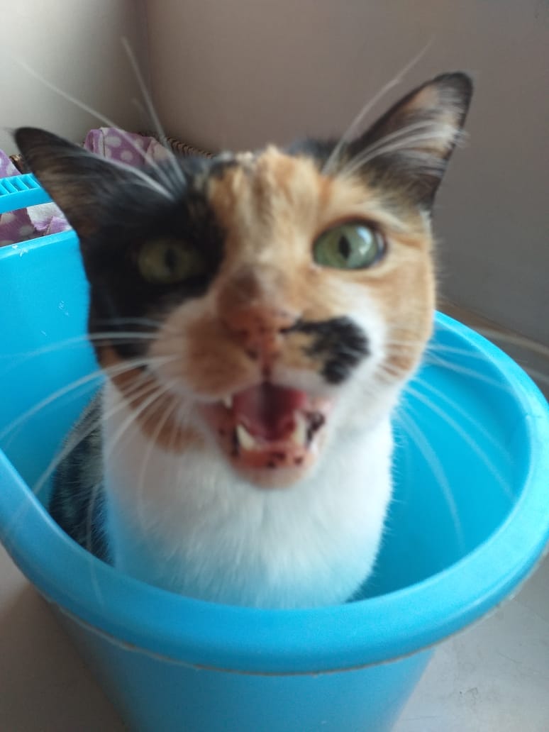 Cleo Cleo