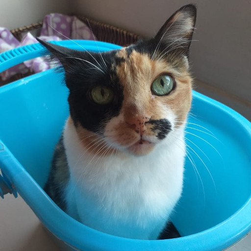 Cleo Cleo